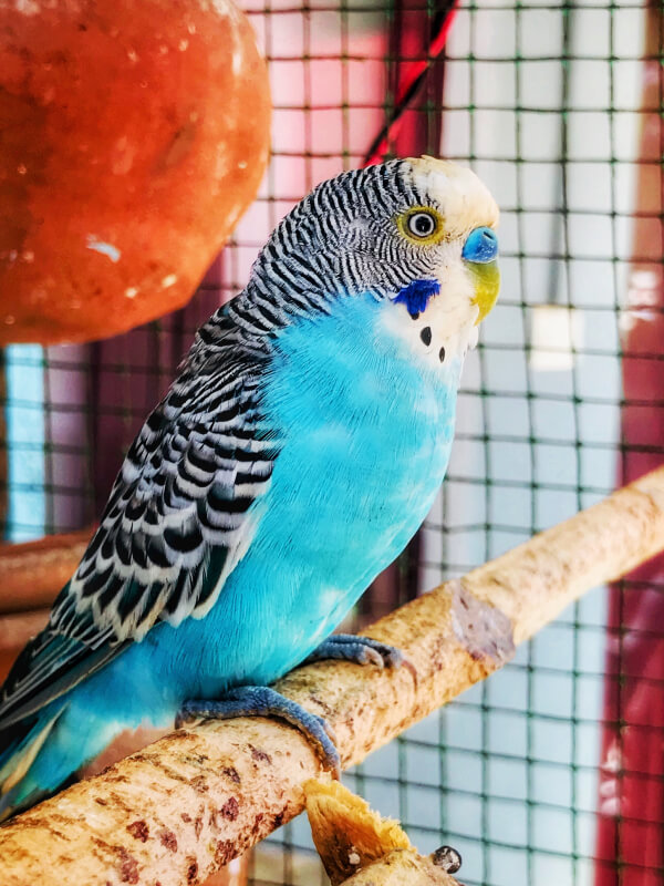 Exotic Parrot